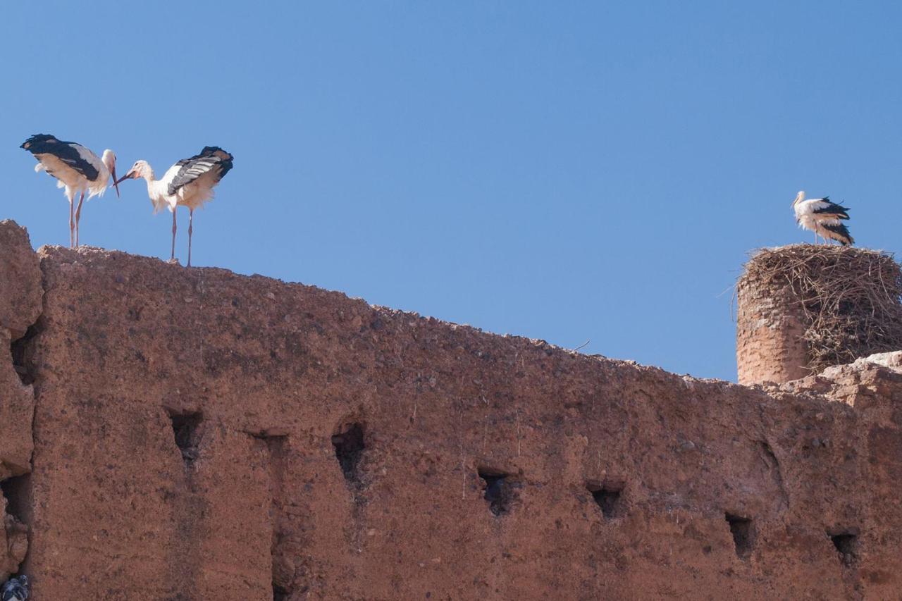 Riad Of The Storks - Exclusive Use For Up To 17 Persons Marrakesh Extérieur photo